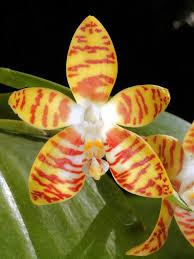 Phalaenopsis amboinensis "Flavida" x "Common"