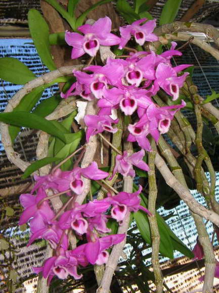 den-parishii56f3ef6c5b117 Dendrobium parishii