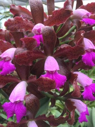 Cattleya leopoldii (tigrina) escura
