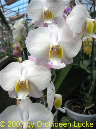 Phalaenopsis philippinensis