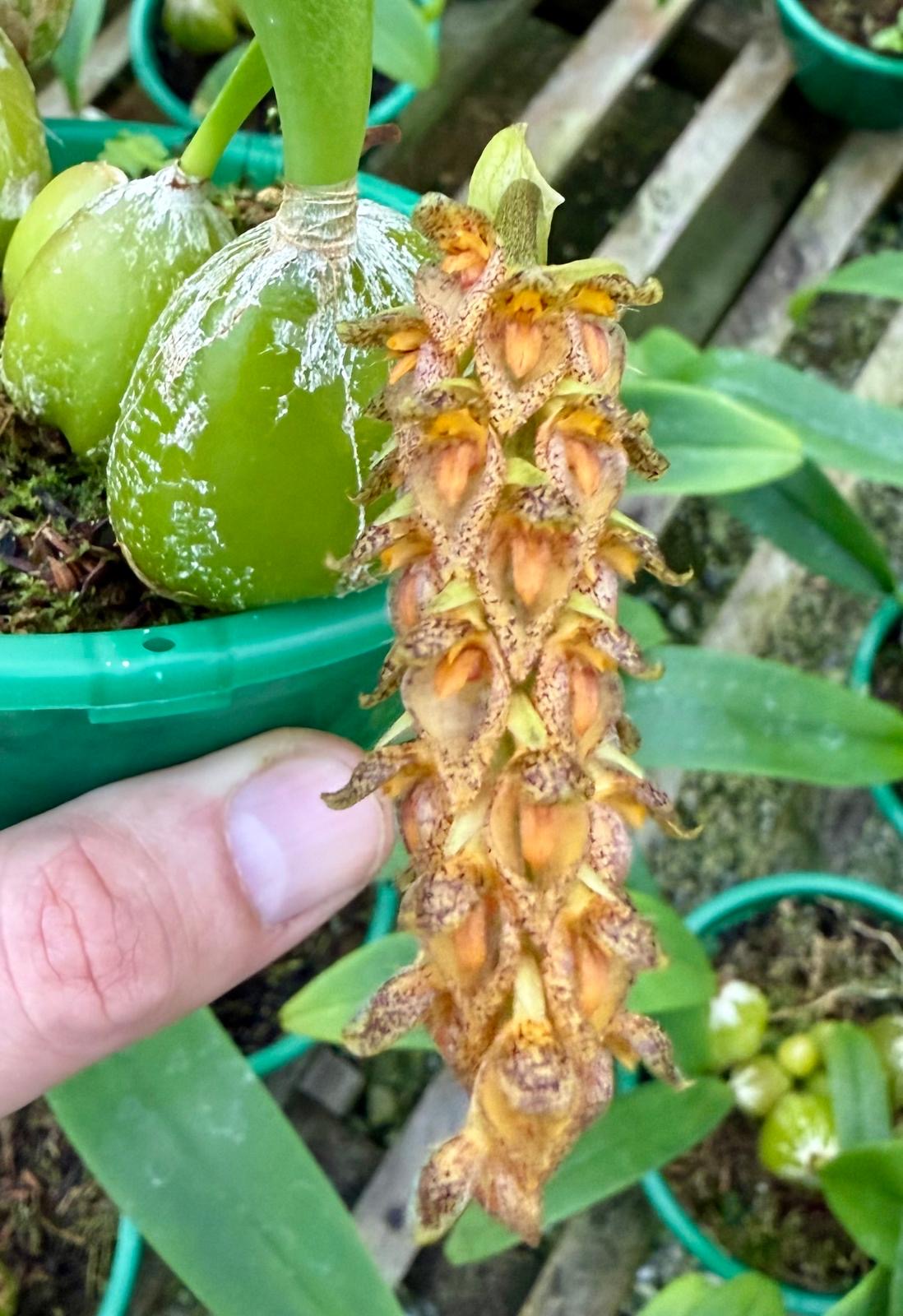 Bulbophyllum careyanum