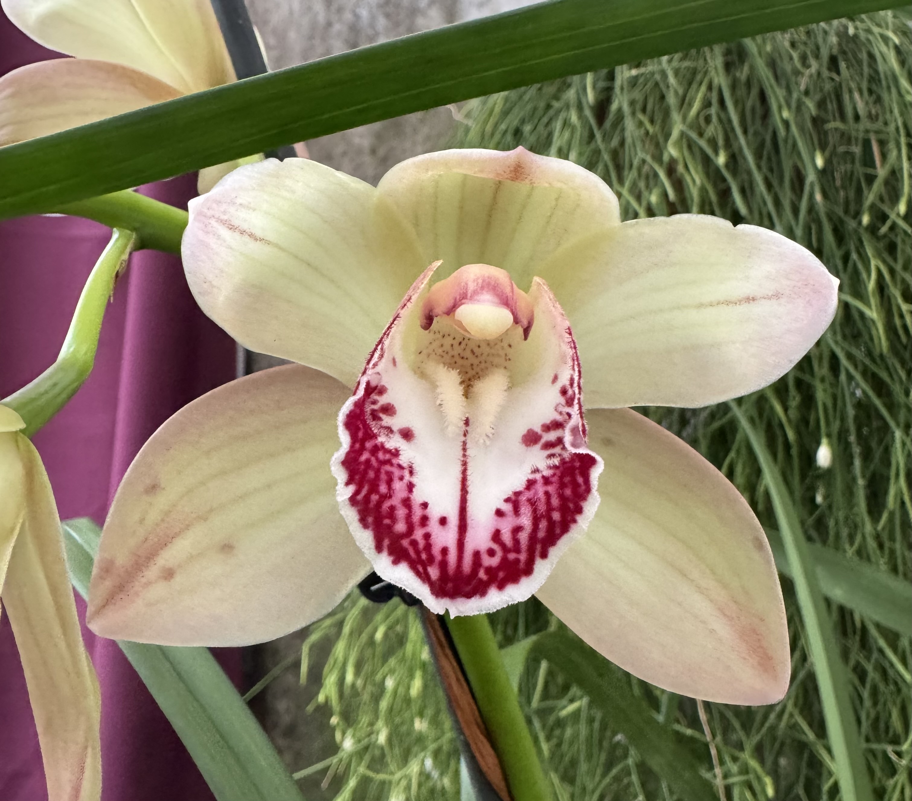 Cymbidium Winter Vanity x Sandra Kunning
