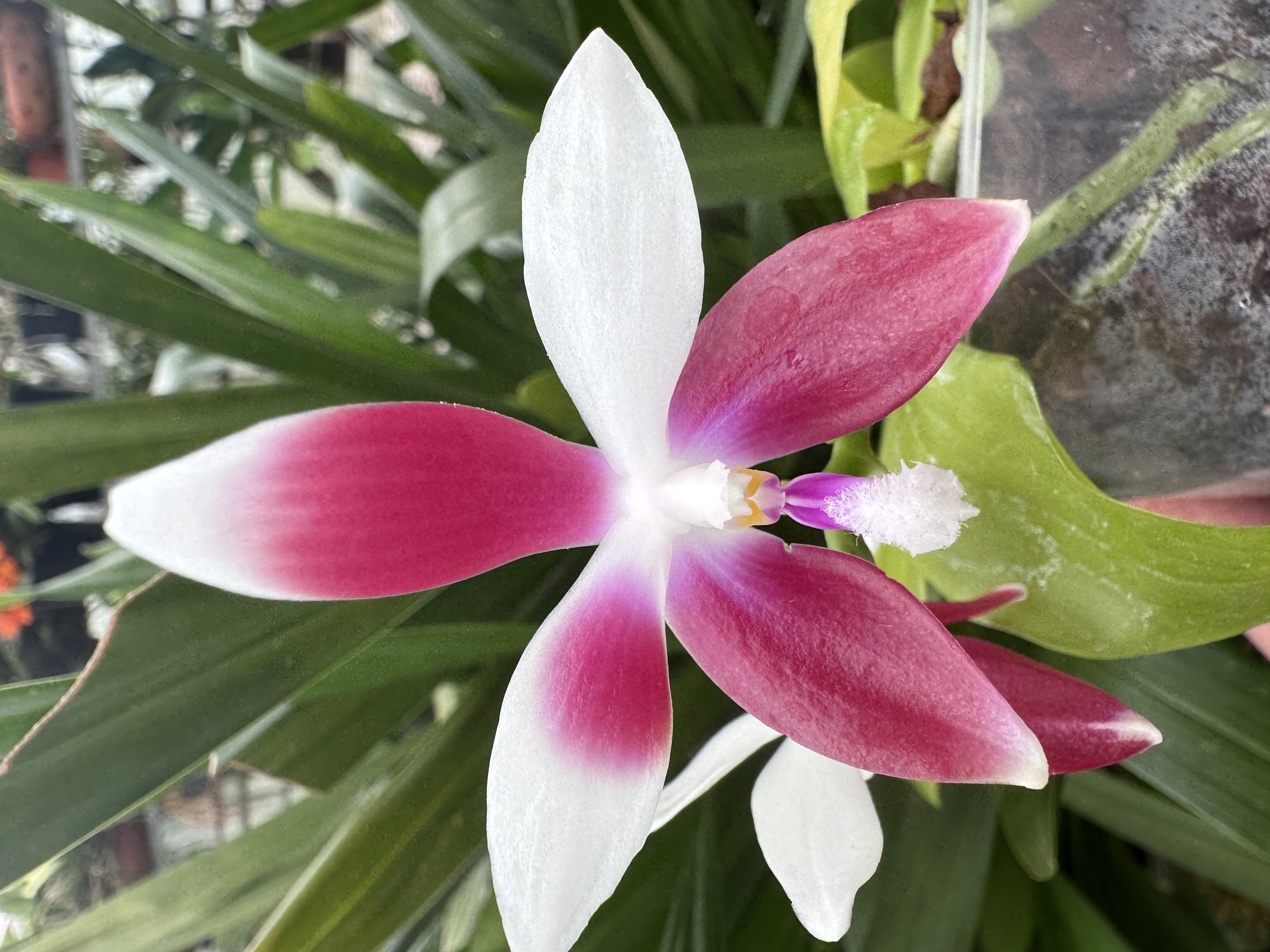 Phalaenopsis tetraspis var. speciosa