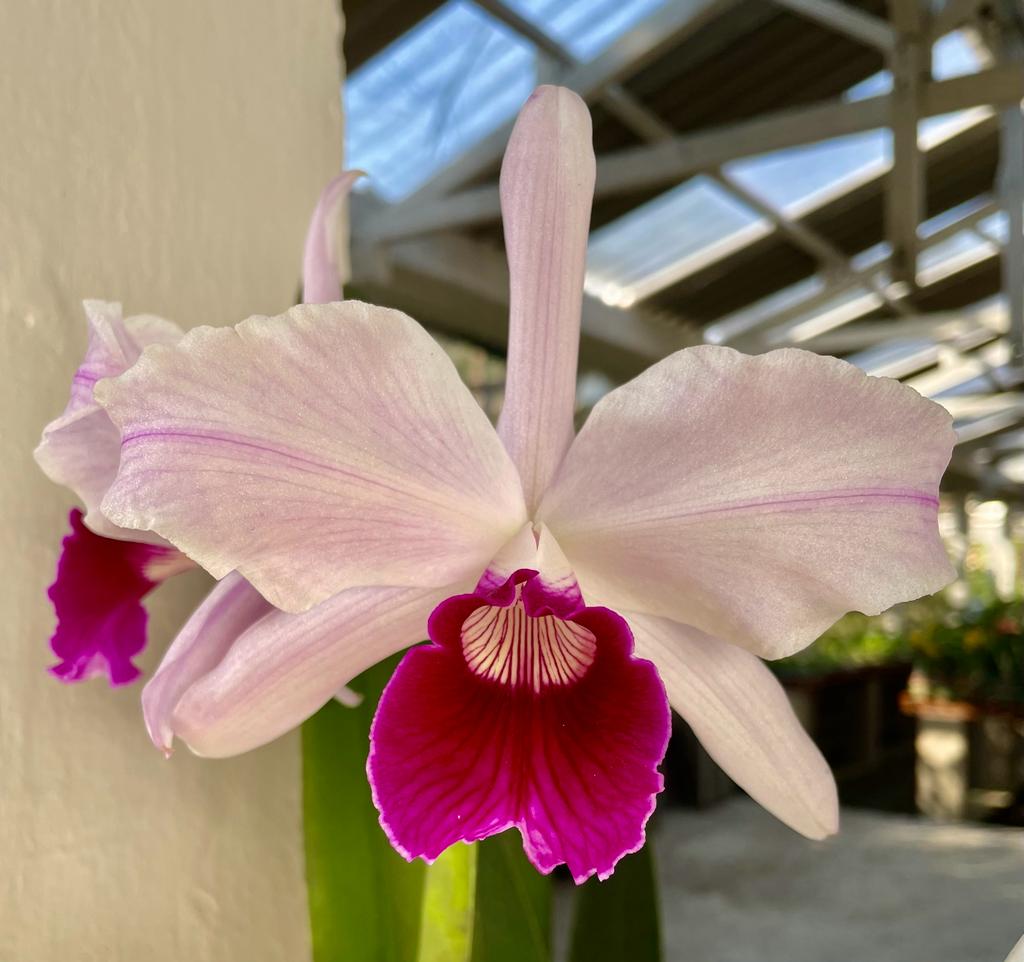 Laelia purpurata var. Estriata