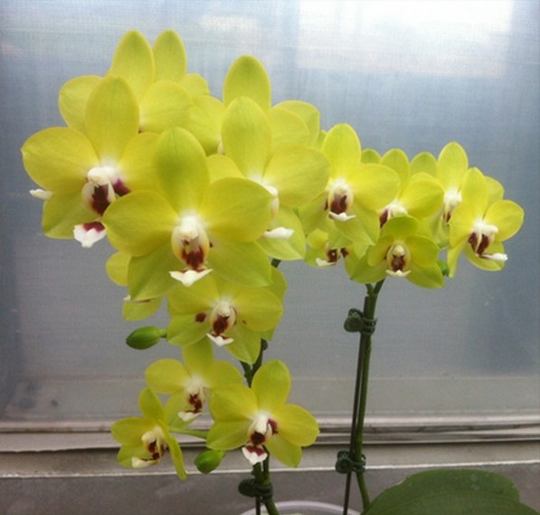 Phalaenopsis Allura "Ice & Fire"