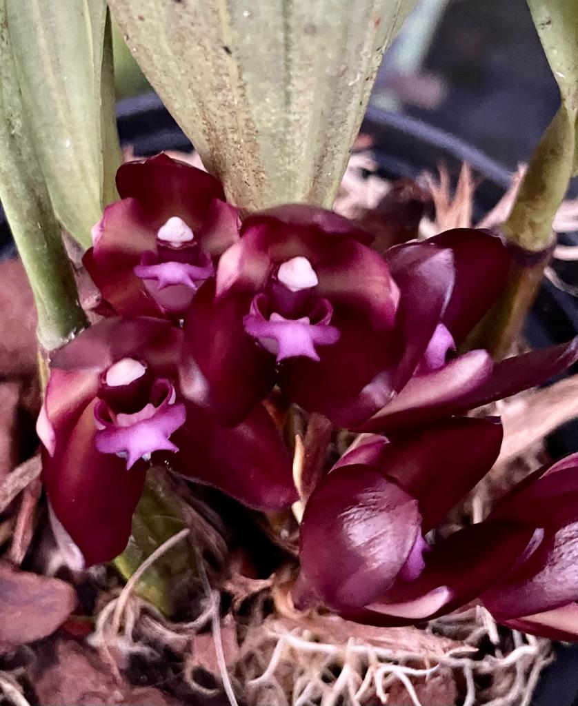 Bifrenaria atropurpurea