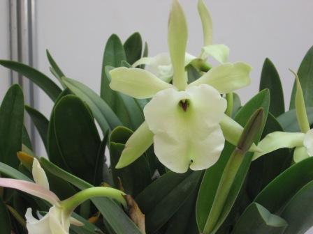 Brassavola glauca