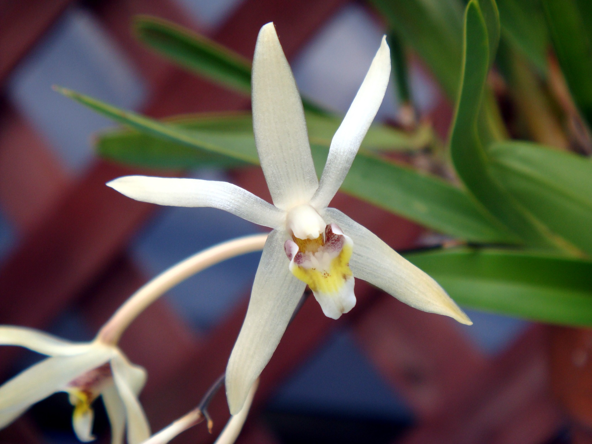 Epigeneium cymbidioides