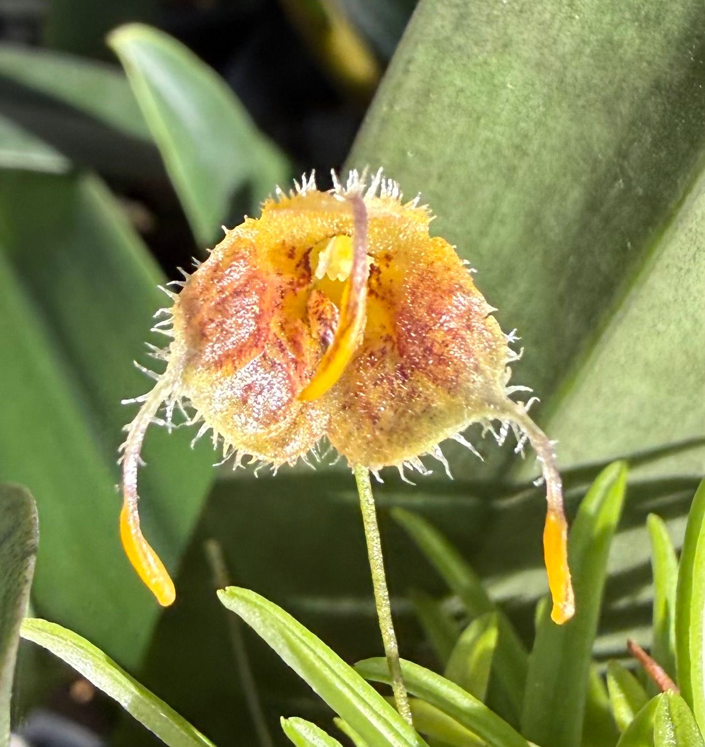 Masdevallia erinacea
