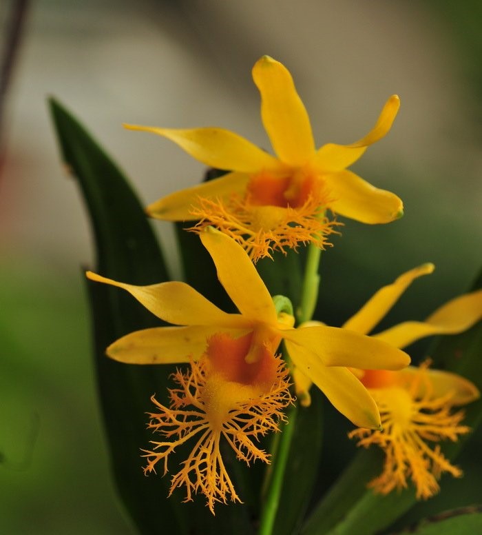 Dendrobium brymerianum