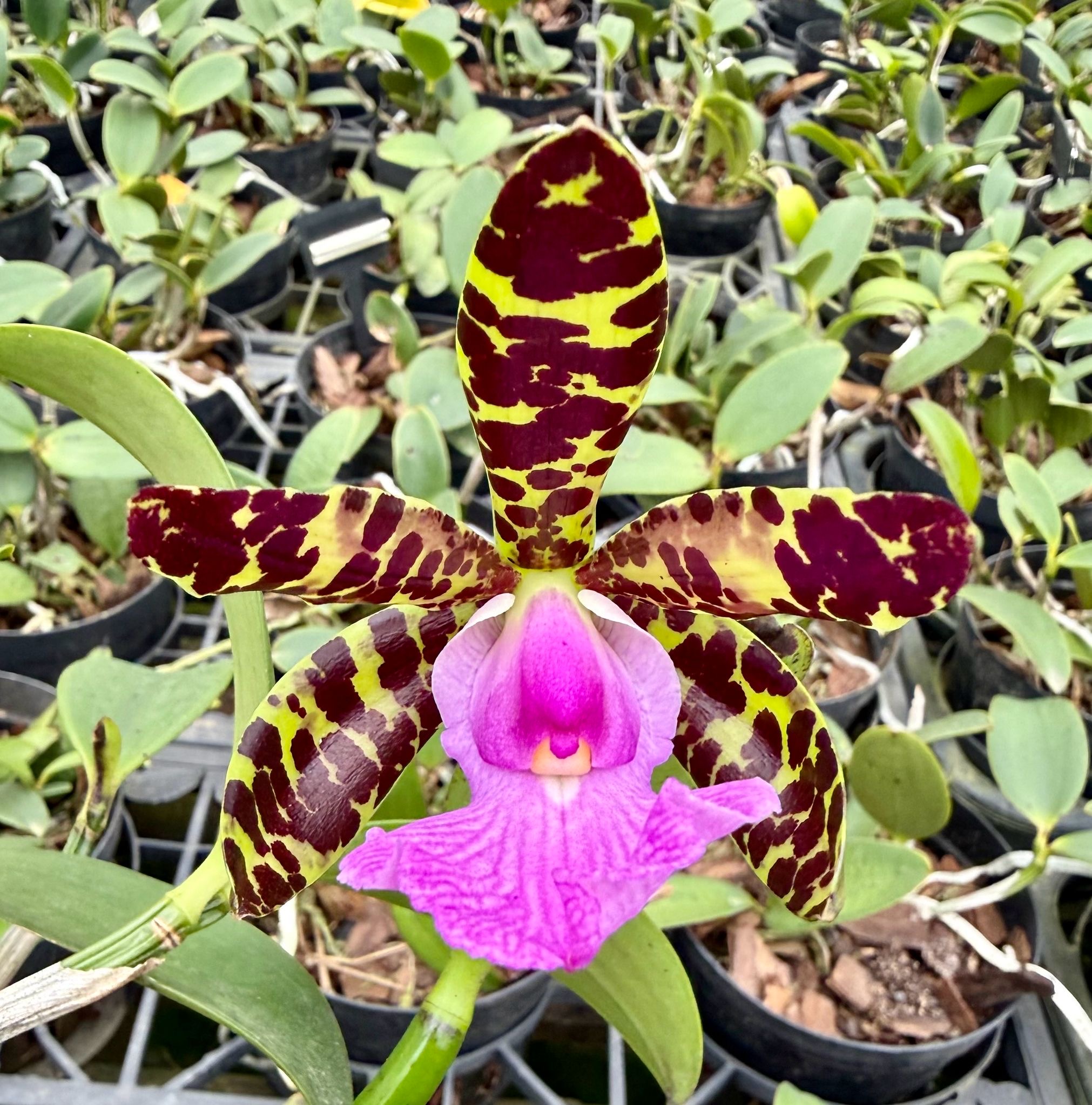 Cattleya aclandiae var. Tipo