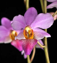 Doritaenopsis Murray Spencer "Pink Lipstick"