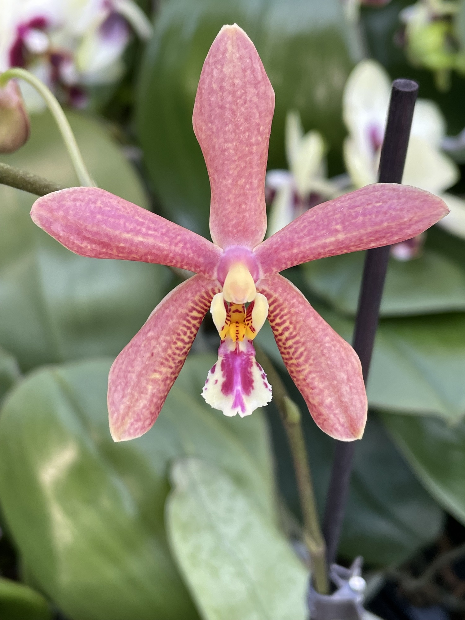 Phalaenopsis Bronze Maiden
