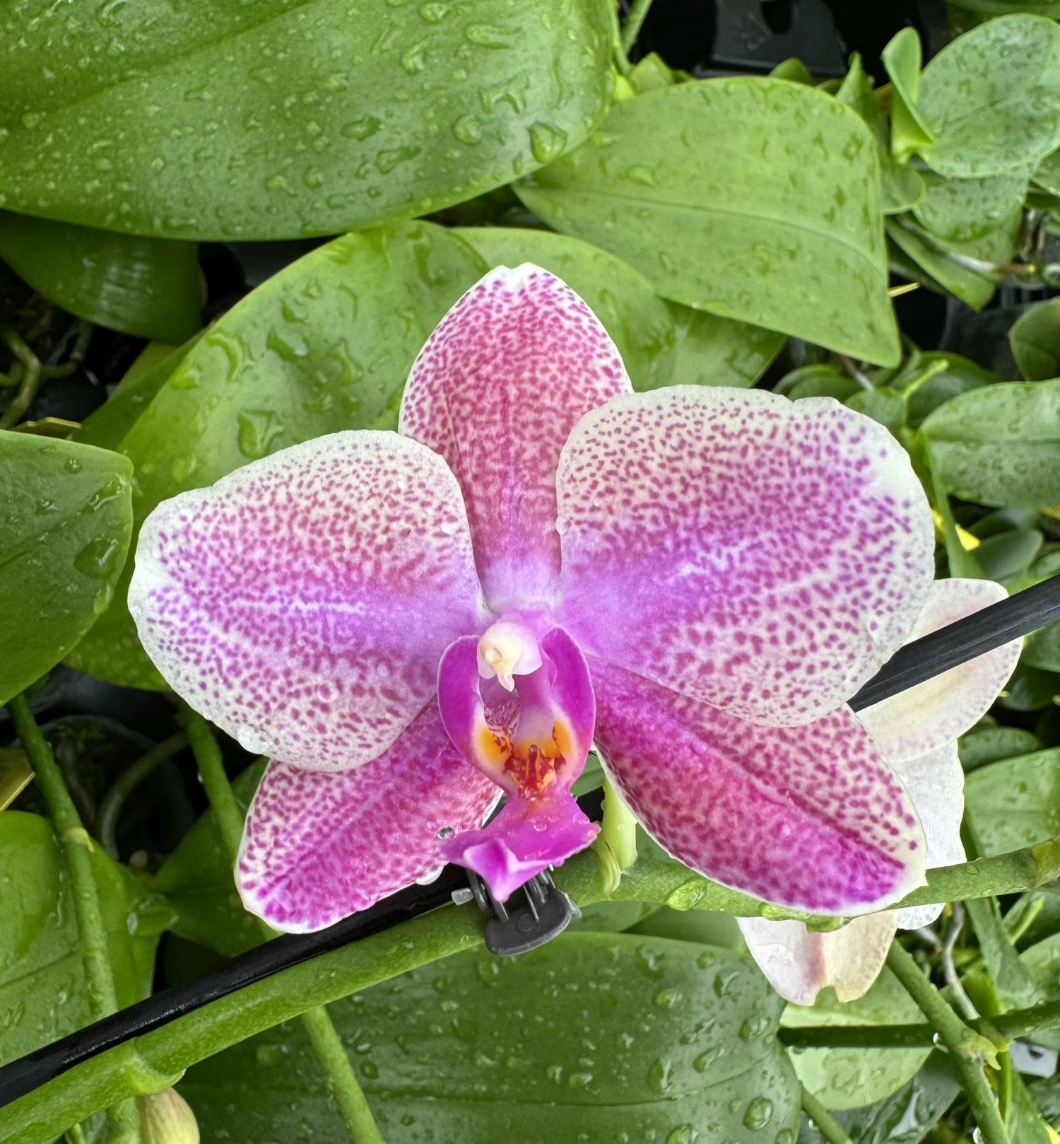 Phalaenopsis Allura "Proteus"