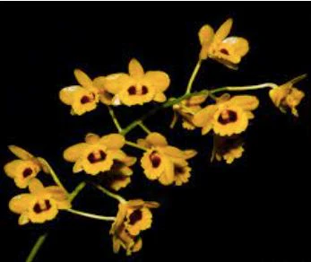 dendrobium-chrysotoxum-var-suavissimum-dendrobium-la-foresta-orchids-625703 Dendrobium chrysotoxum var. suavissimum