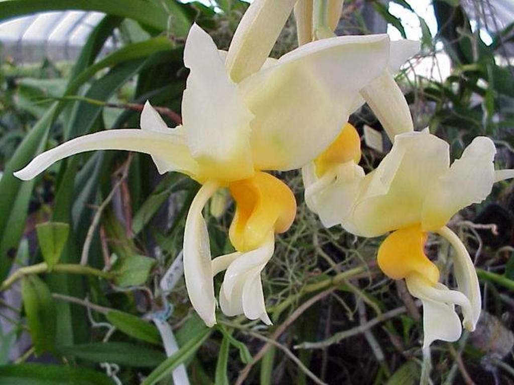 Stanhopea radiosa