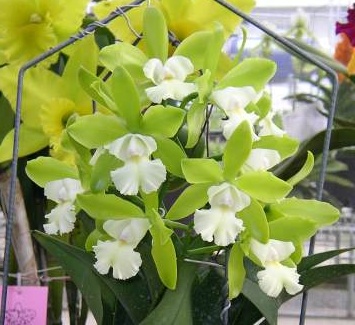 Cattleychea (Epc.) Siam Jade