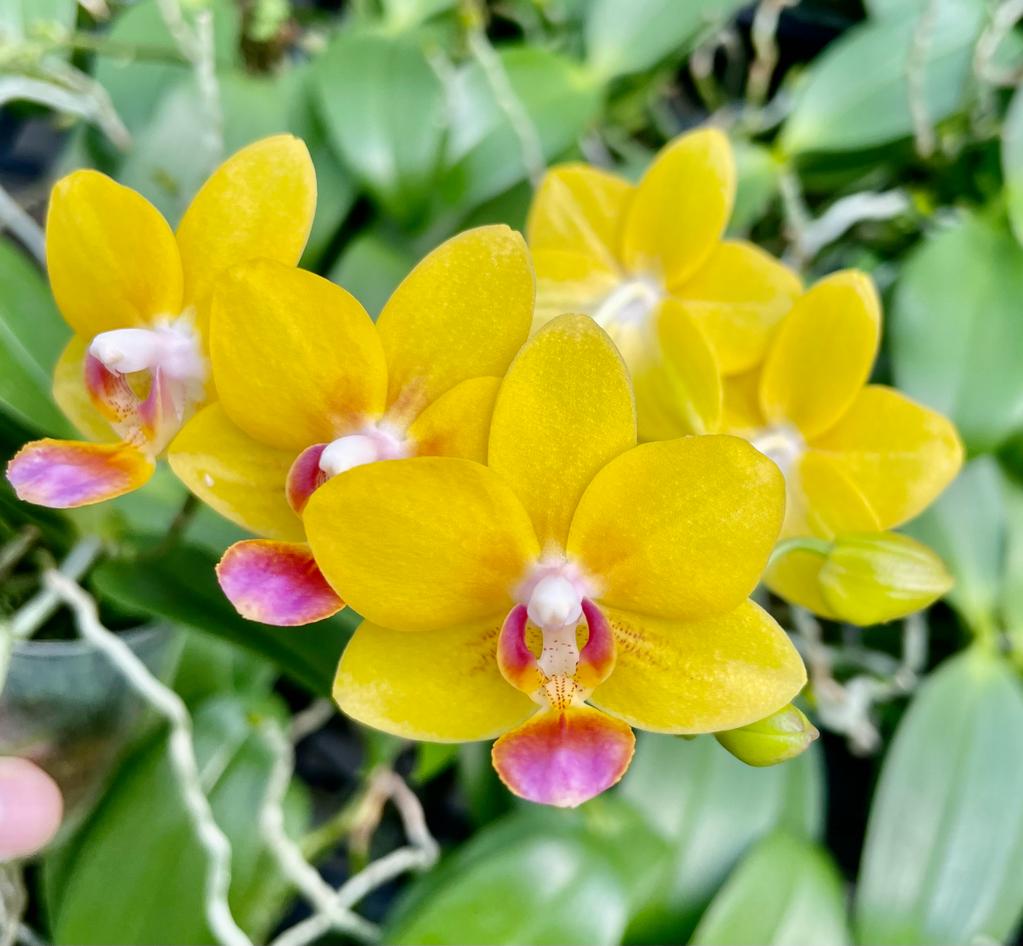 Phalaenopsis Allura "Helos"