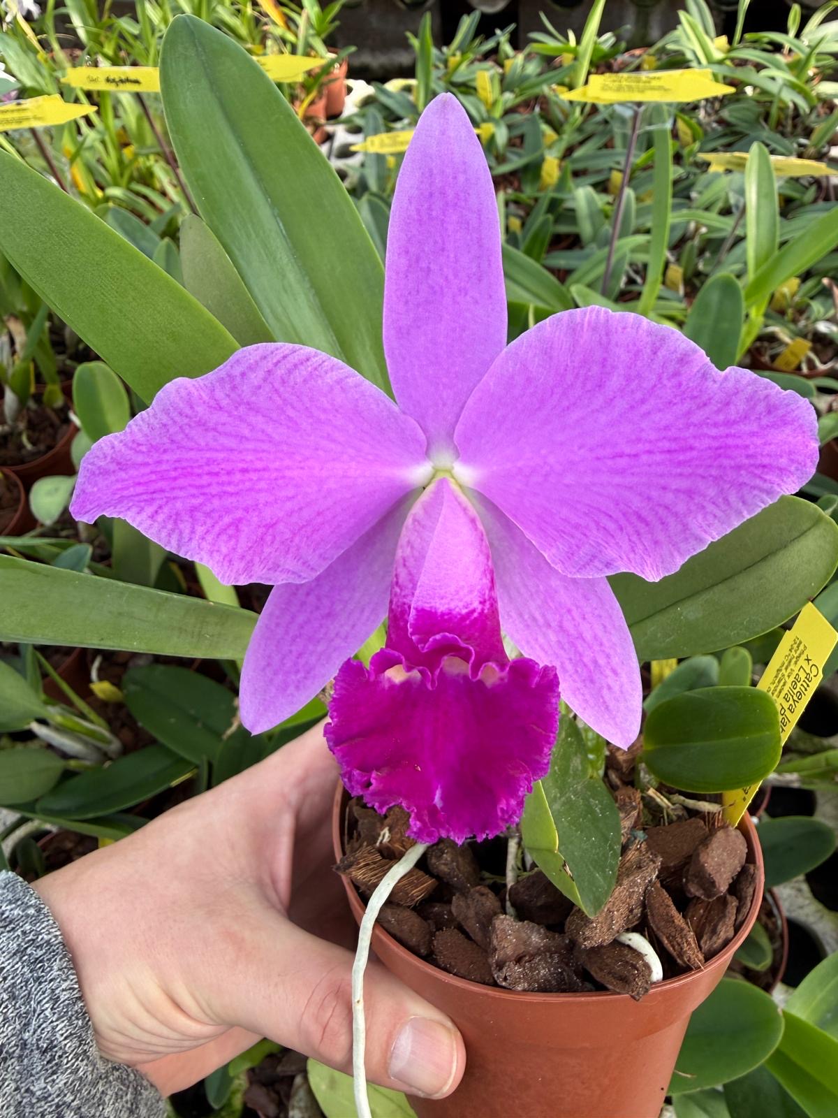 Cattleya labiata rubra x Laelia Pumistrans