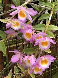 Dendrobium loddigesii