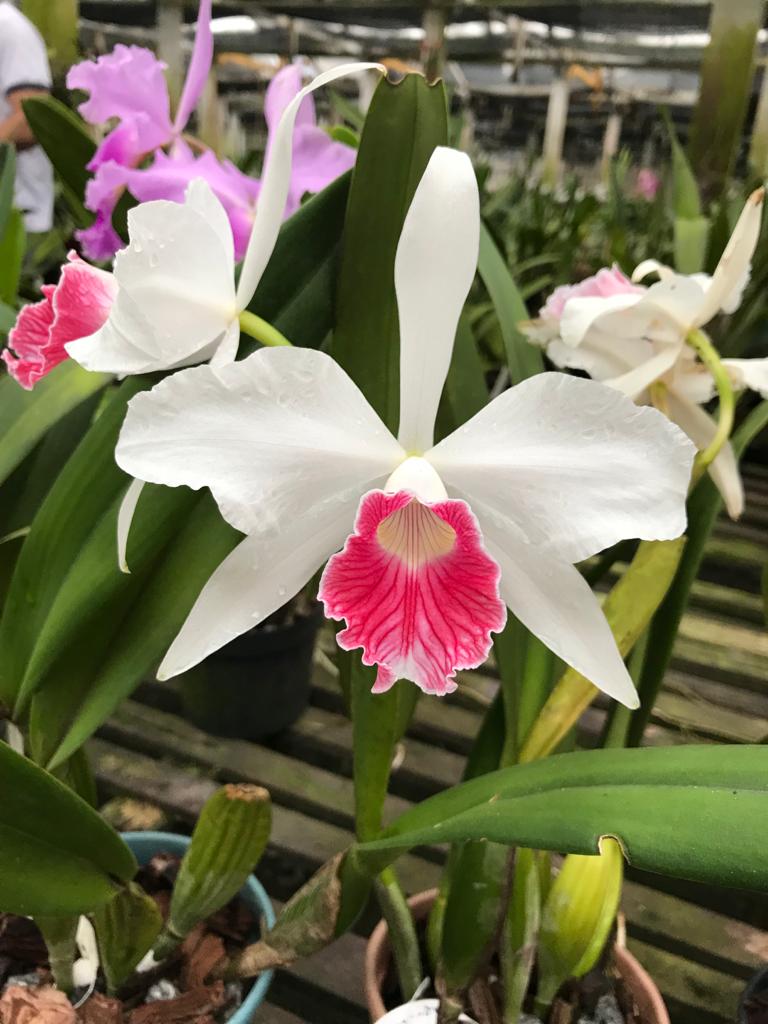Laelia purpurata var. Carnea "Cereja"