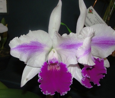 Lc. Excelsior "The Globe"  FCC/RHS