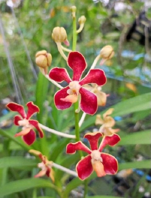 Vanda mariae