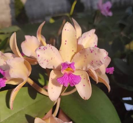 Cattleya amethystoglossa ("Lilacina" x "Amesiana")