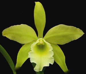 Blc. (Ryb.) Everything Nice "Showtime" HCC/AOS