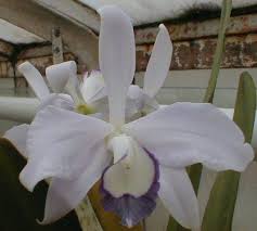 Laelia perrinii "Coerulea"