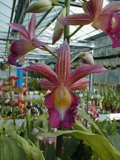 Phaius humblotii x tankervillae
