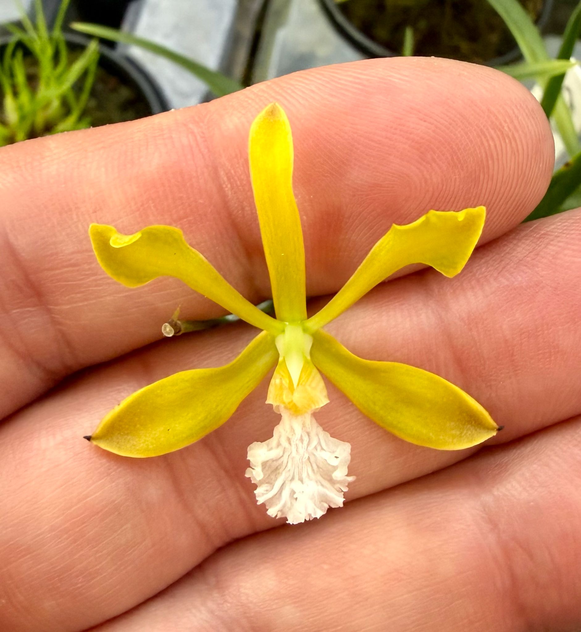 Encyclia bragancae