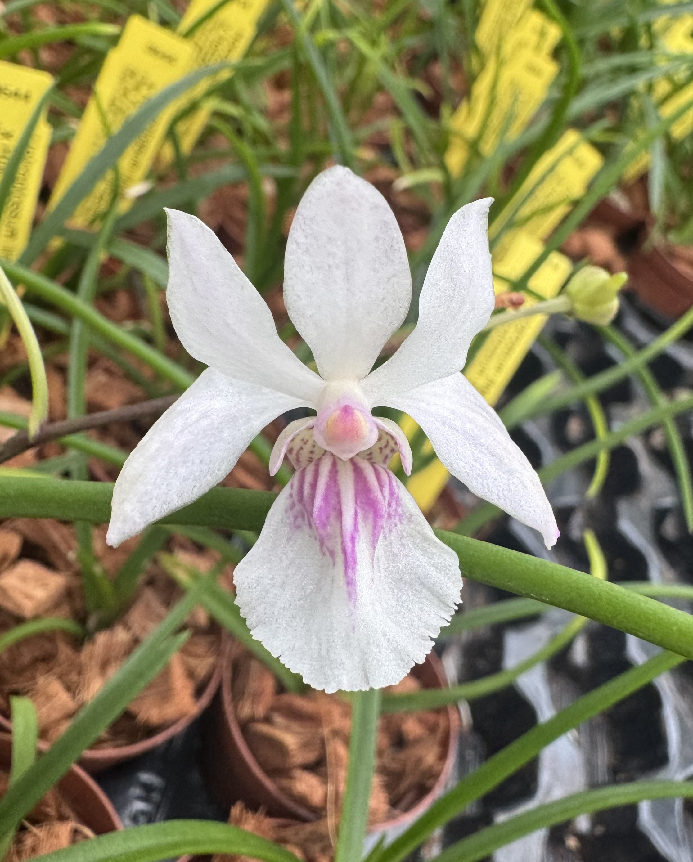 Holcoglossum lingulatum x amesianum