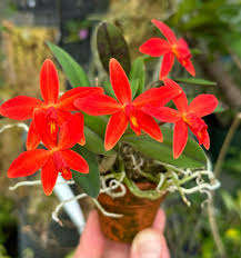 Laelia milleri x Sophronitis riograndensis