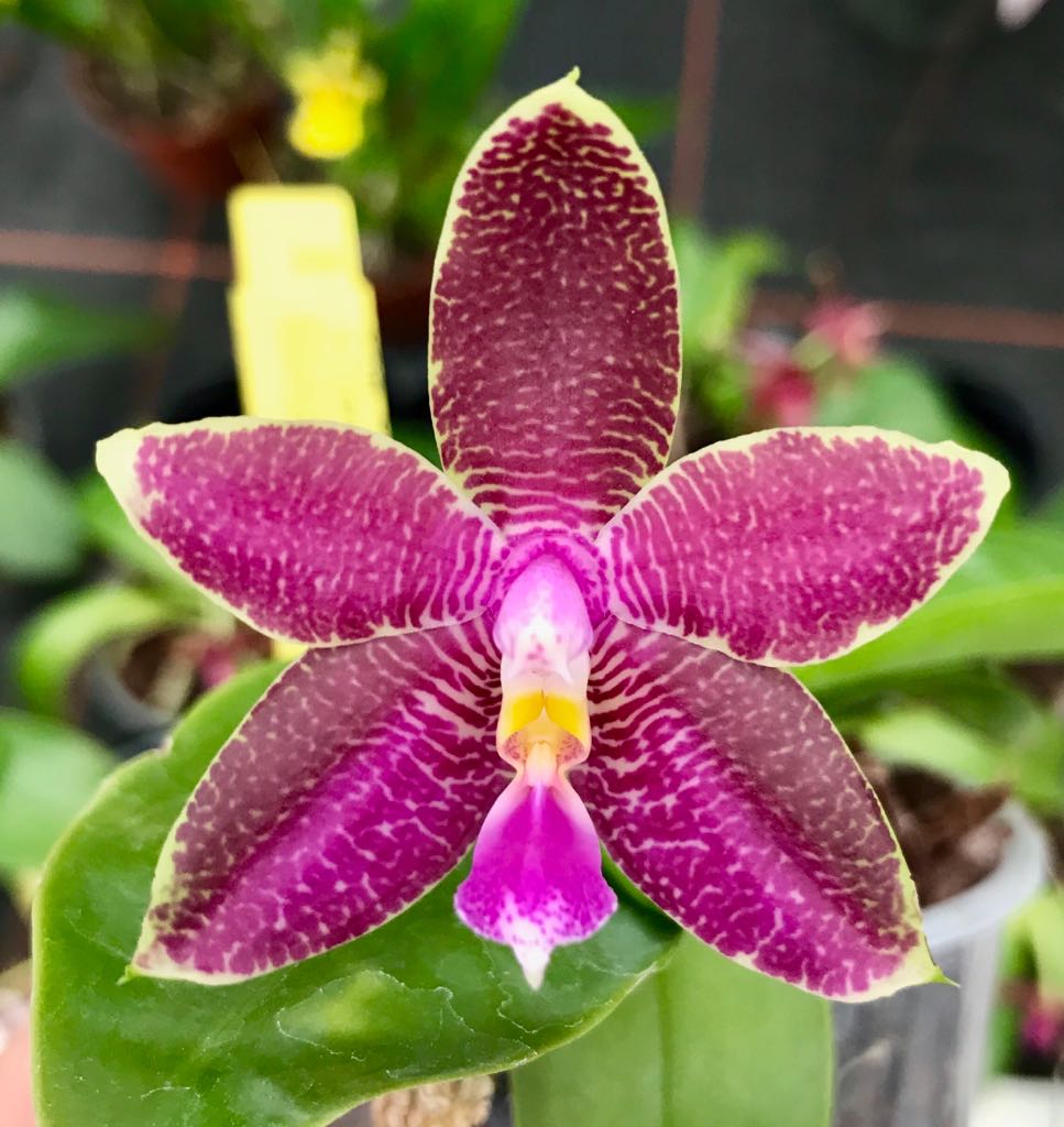 Phalaenopsis (Penang Girl x Luedde-Violacea) x violacea "Dark Blue"