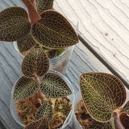 Anoectochilus roxburghii Hayata "Hong Sia"