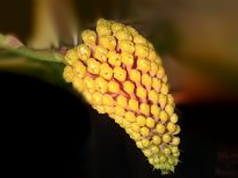 Robiquetiacerinaamarela1 Robiquetia cerina Yellow