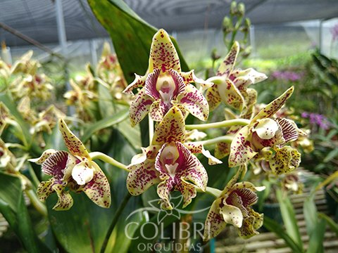 Dendrobium tapiniense