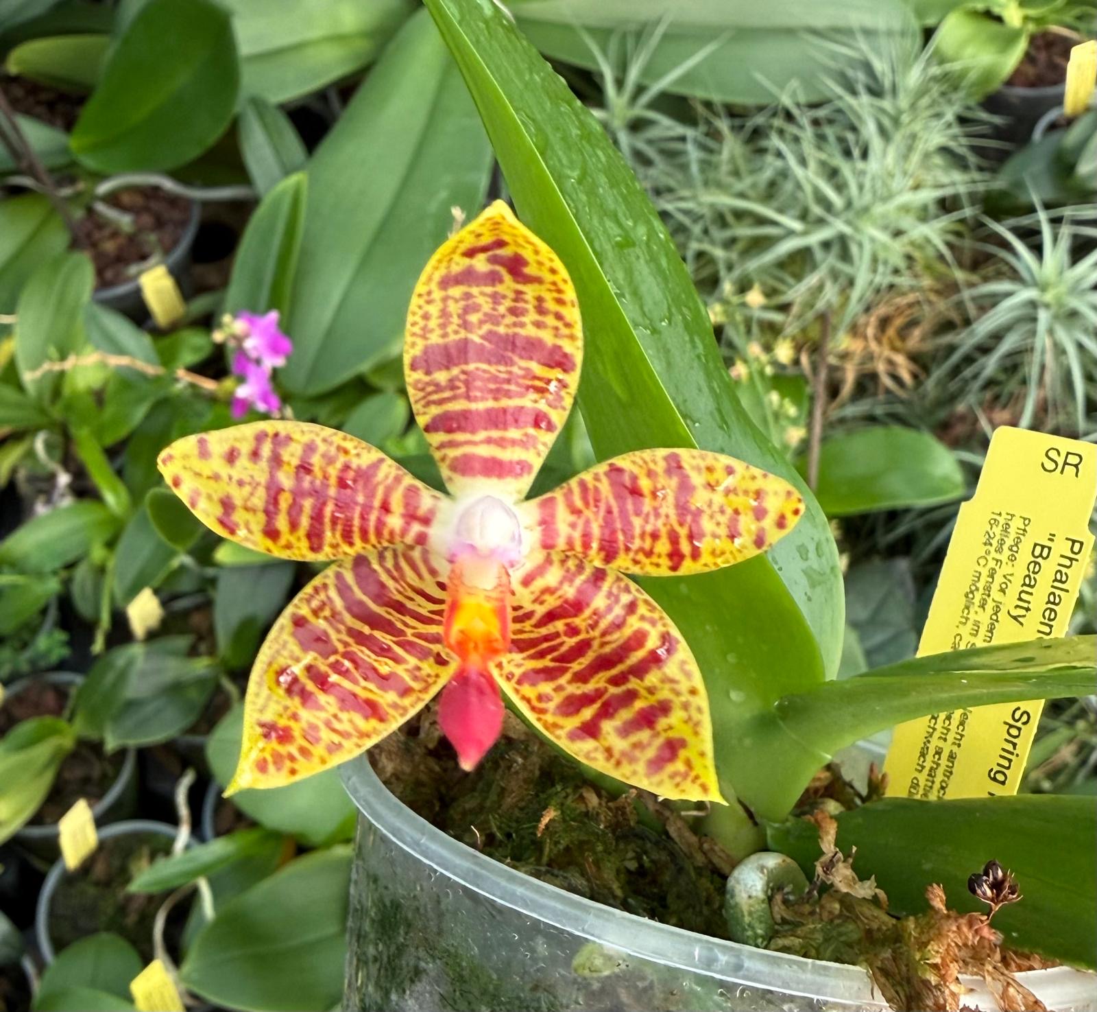 Phalaenopsis Spring Rain "Beauty"