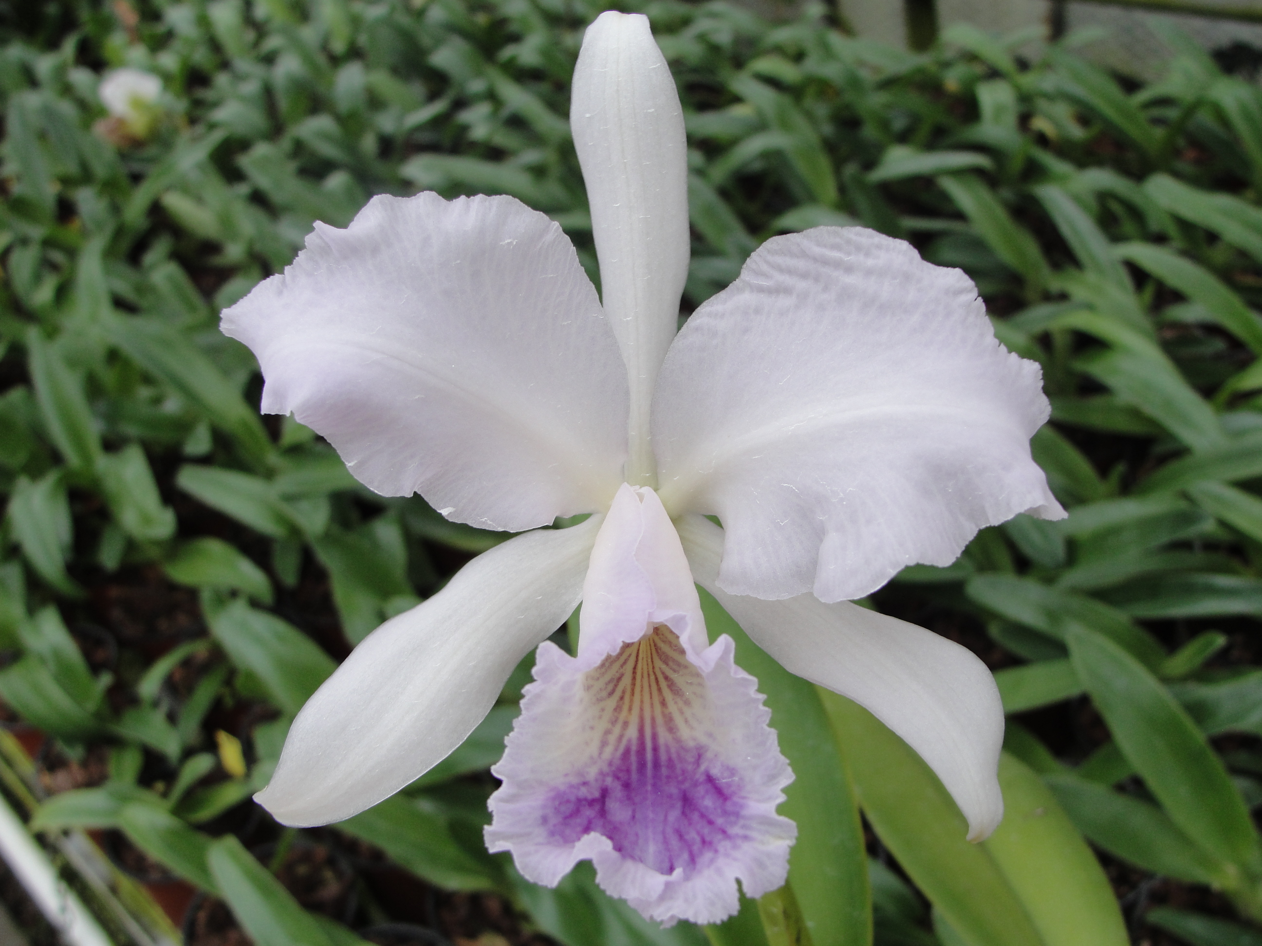 Cattleya labiata "Coerulea Ardosia"