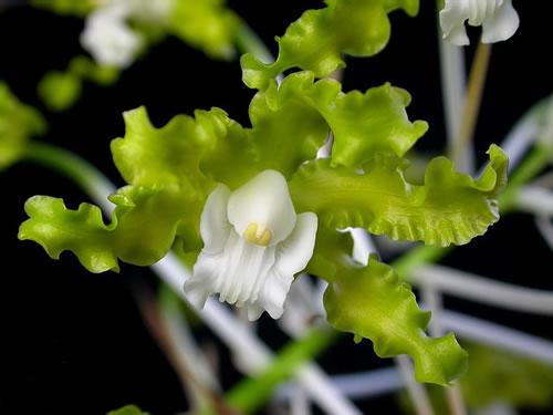 Schomburgkia crispa var.  Alba