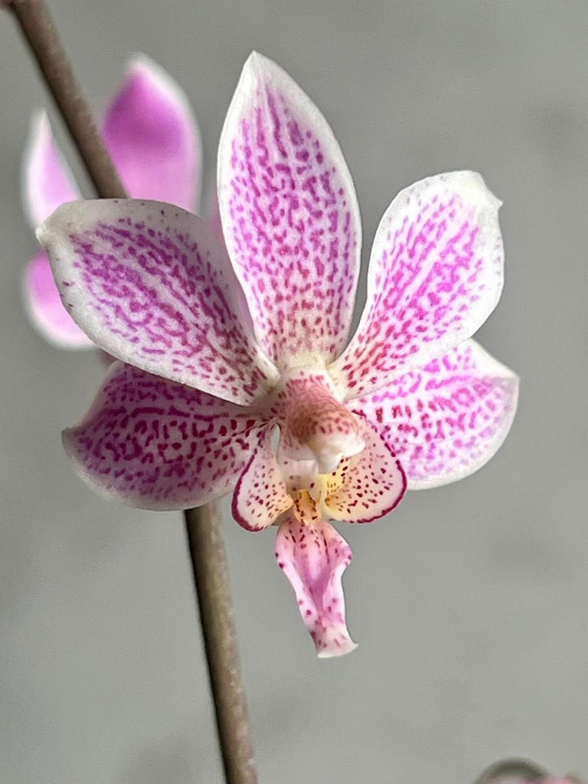 Phalaenopsis Alyos "OH" MERISTEM