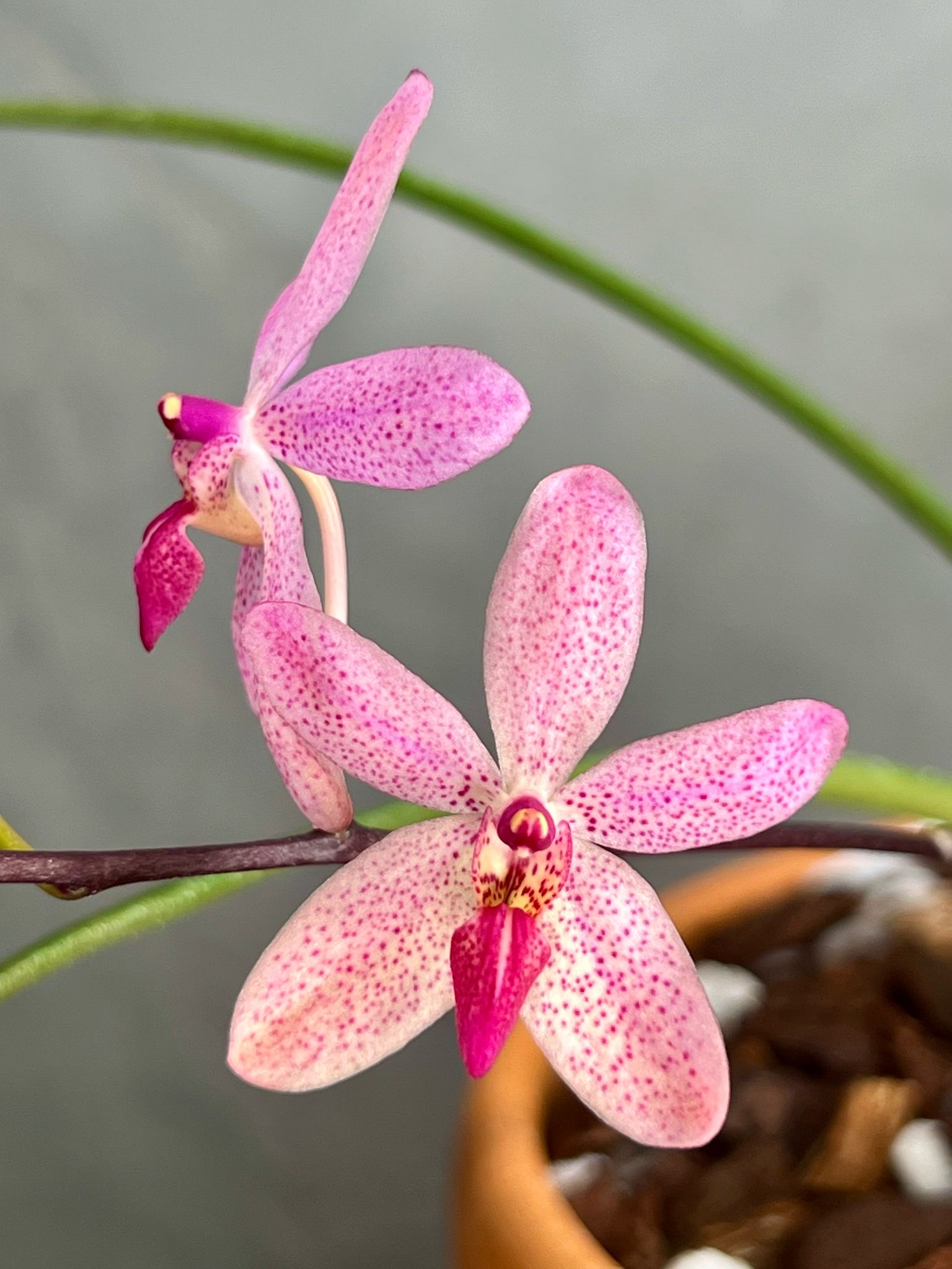 Renanthera monachica x Holcoglossum amesianum