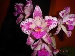 Cattleya amethystoglossa var. Flamea