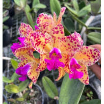 Cattleya amethystoglossa ("Princessinha" x "Vassoral")