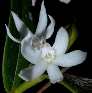 spc_000046440_000058585 Dendrobium ostrinum