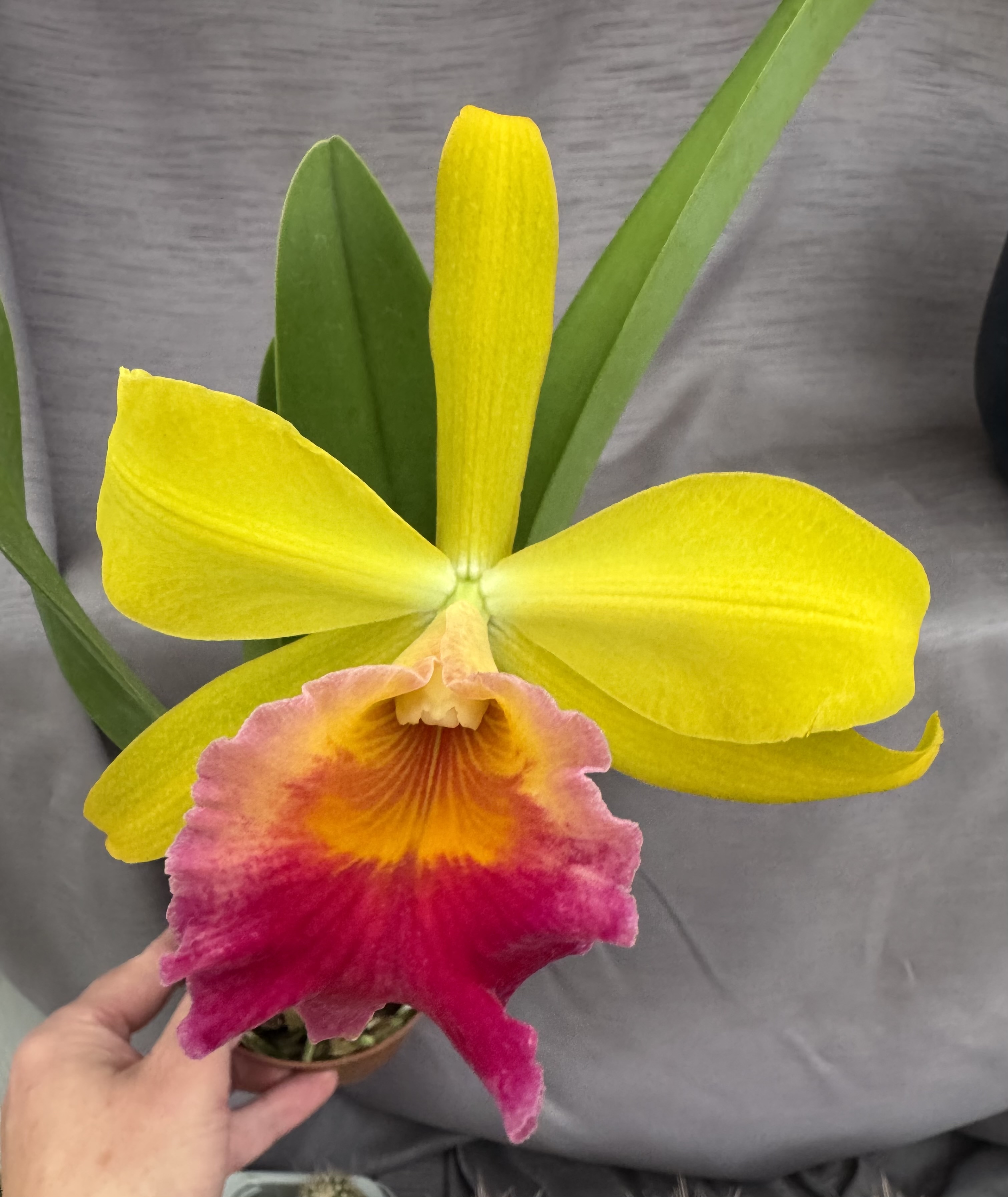 Blc. (Rlc:) Toshie Aoki "Starburst" x Psh. mariae
