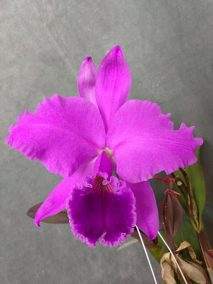 Cattleya labiata rubra 