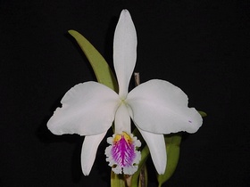 Cattleya mossiae var. Semi-alba ("Junior" x "Dulce")