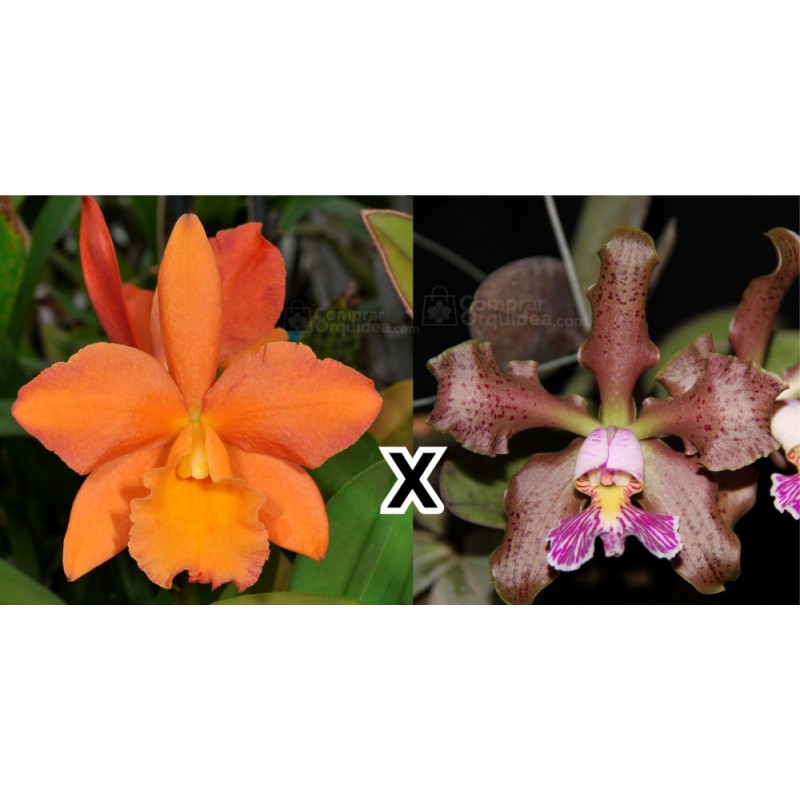 Potinara Afternoon Delight "Radiant" x Cattleya schilleriana